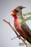 Pyrrhuloxia