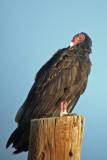 Turkey Vulture