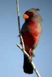 Pyrrhuloxia