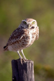 Burrowing Owl