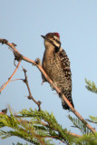 Ladder-backed Woodpecker