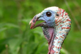 Wild Turkey