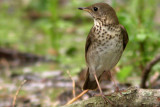 Gray-cheeked Thrush