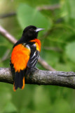 Baltimore Oriole