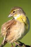 Dickcissel
