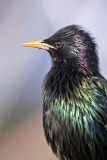 European Starling