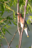 Cedar Waxwing