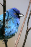 Indigo Bunting