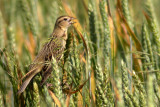 Bobolink (female)