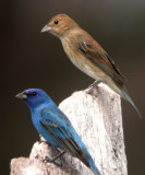 Indigo Bunting