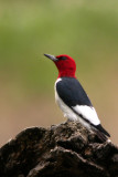 Red-headed Woodpecker