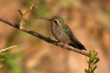 Broad-billed Hummingbird