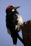 Acorn Woodpecker