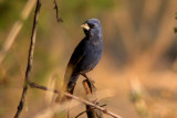Blue Grosbeak