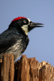 Acorn Woodpecker