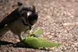 Bridled Titmouse