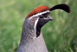 Gambel's Quail