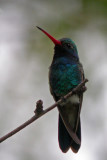 Broad-billed Hummingbird