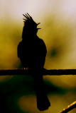 Phainopepla