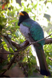 Elegant Trogan