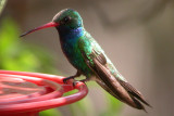 Broad-Billed Hummingbird