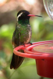 White-eared Hummingbird