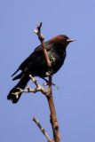 Brown-headed Cowbird