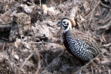 Montezuma Quail