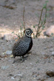 Montezuma Quail