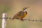 Eastern Meadowlark