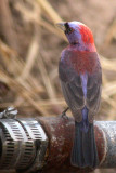 Varied Bunting