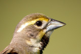 Dickcissel