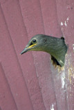 European Starling (juvenile)