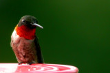 Ruby-Throated Hummingbird