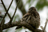 Common Nighthawk