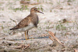 Pectoral Sandpiper