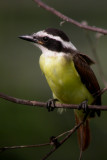 Great Kiskadee