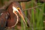 Tri-Colored Heron