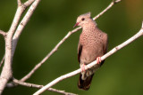 Common Ground Dove