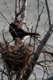 Great-Tailed Grackle