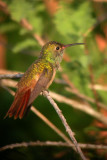 Buff-Bellied Hummingbird
