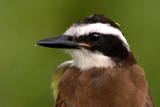 Great Kiskadee