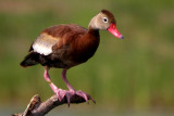 Black-Bellied Whistling Duck