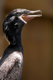 Neotropic Cormorant