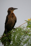 Great-Tailed Grackle (female)