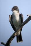 Eastern Kingbird
