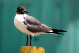 Laughing Gull