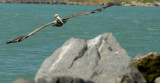 Brown pelican in flight