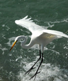 Great egret landing