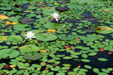 Water lillies - Patuxent Wildlife Refuge Maryland